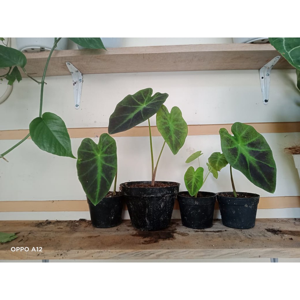 Caladium Black magic