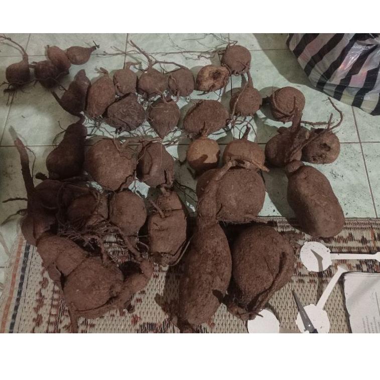 (PRODUK IHHPS) stephania venosa