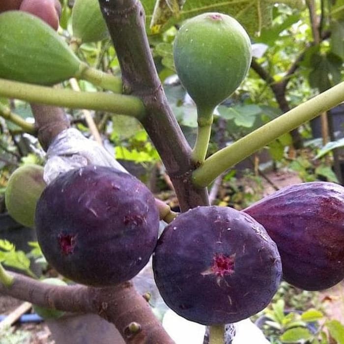 Bibit Tanaman Buah Tin Ara Ungu Purple Yordan (Purple Jordan)