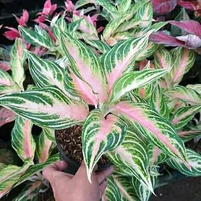 tanaman hias aglonema butterfly - aglonema butterfly