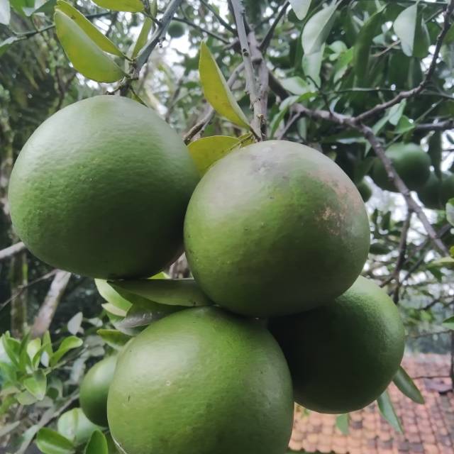 

Juah buah jeruk garut segar
