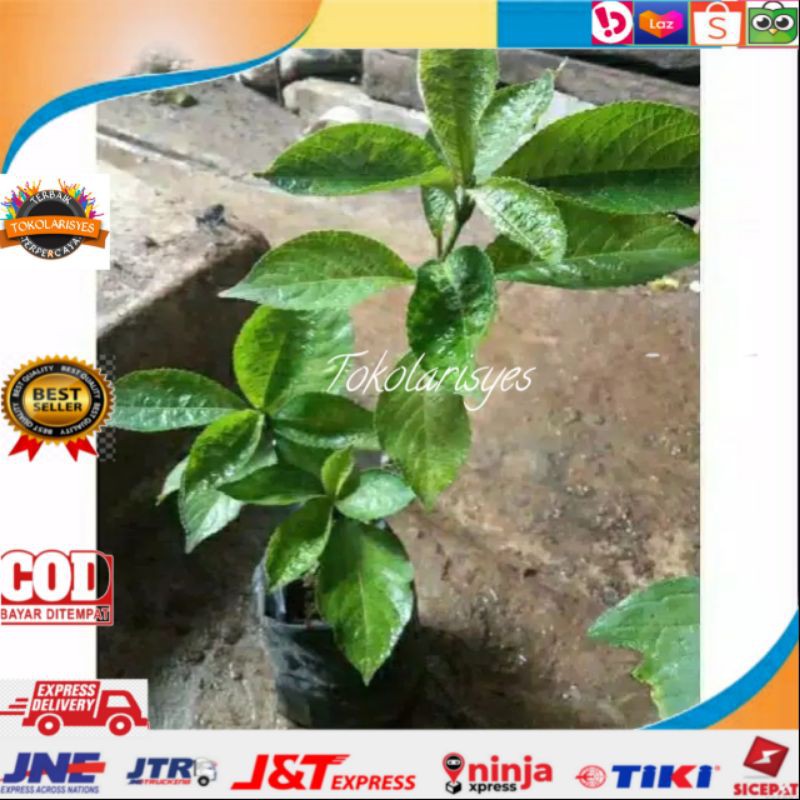 Bibibit keji beling organik pecah beling obat herbal