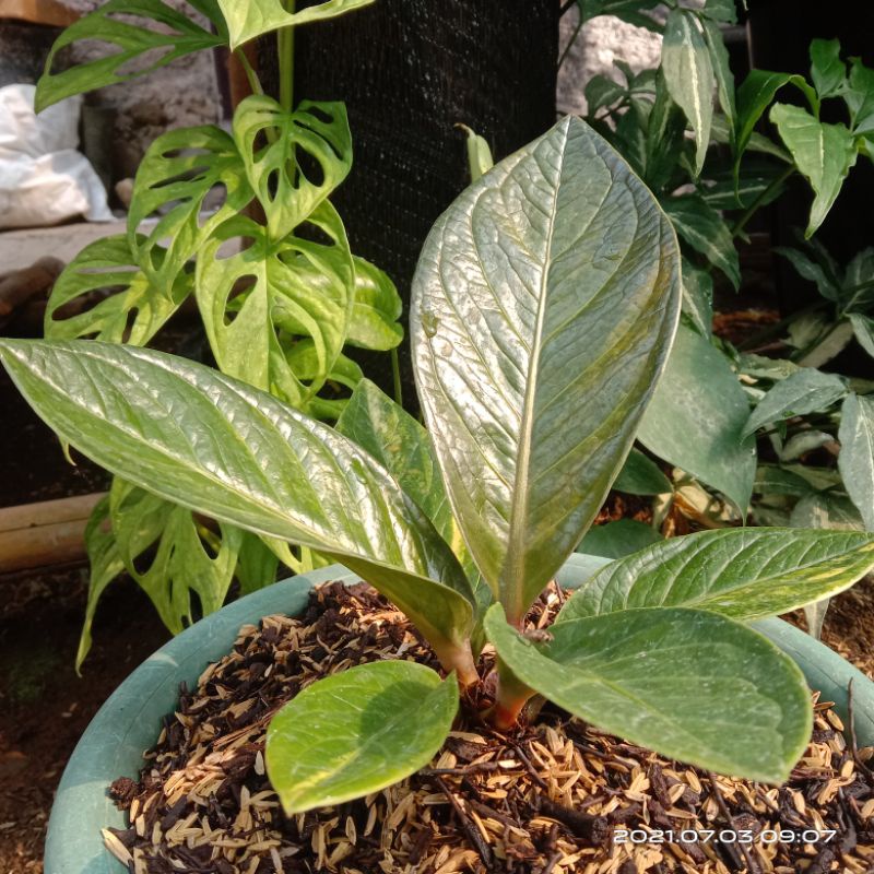 anthuriomjemani/jemani tornado varigata