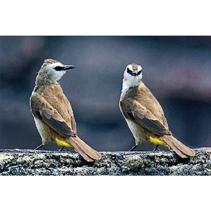 Burung Trucuk Kebo Jatim