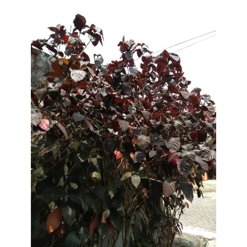 

Daun Ungu