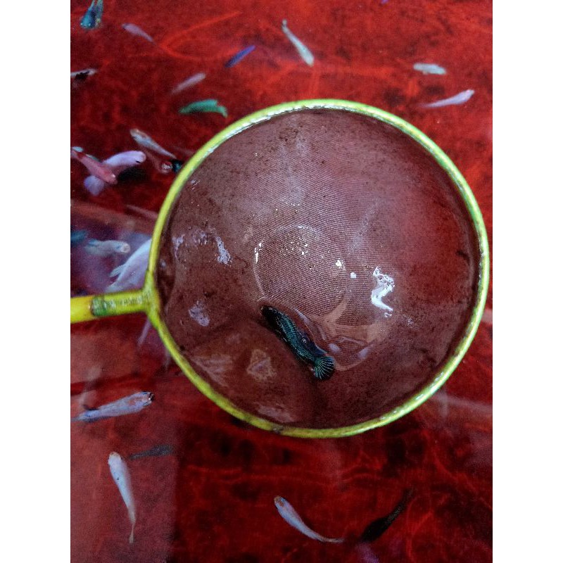 Cupang Avatar Copper Gold