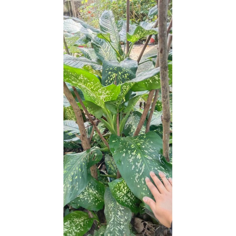 Tanaman Kejajar / Sri Rejeki / Beras Wutah Jumbo Raksasa