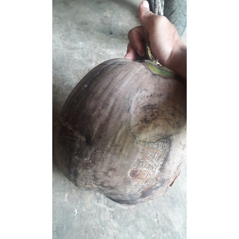 

kelapa tua masih ada sabut