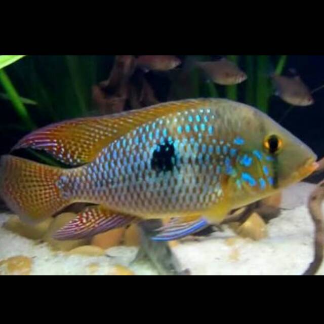 Geophagus Brasiliensis Pearl Cichlid Southeastern Brazil