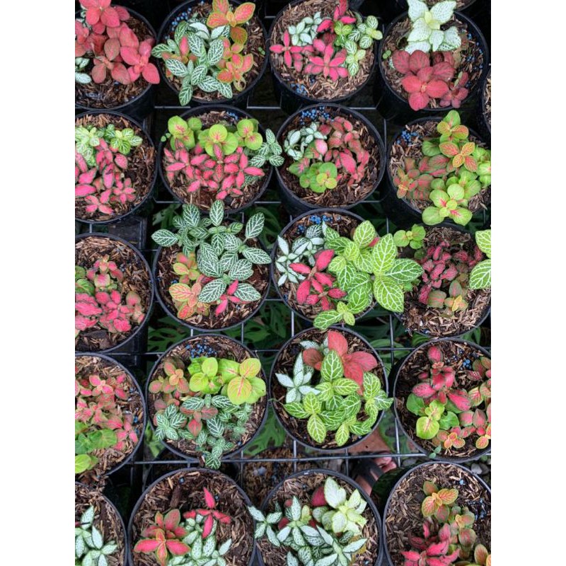 Fittonia Mix Import 3 warna  ( pot 10cm)
