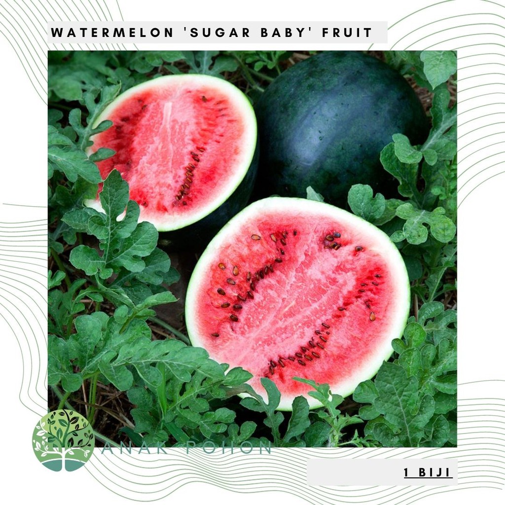 Benih Bibit Biji - Watermelon Sugar Baby Semangka Fruit Seeds - IMPORT