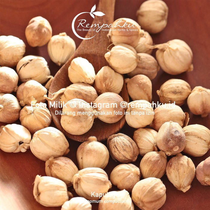 

Dijual Rempahku - KAPULAGA JAWA 10gr Sample Whole Javanese Cardamom Biji Utuh Berkualitas