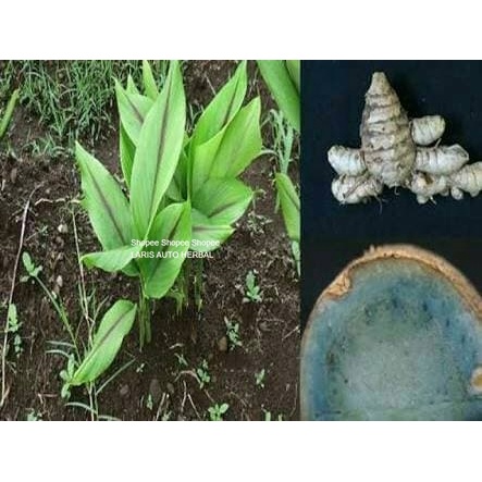 

Bibit herbal temu ireng