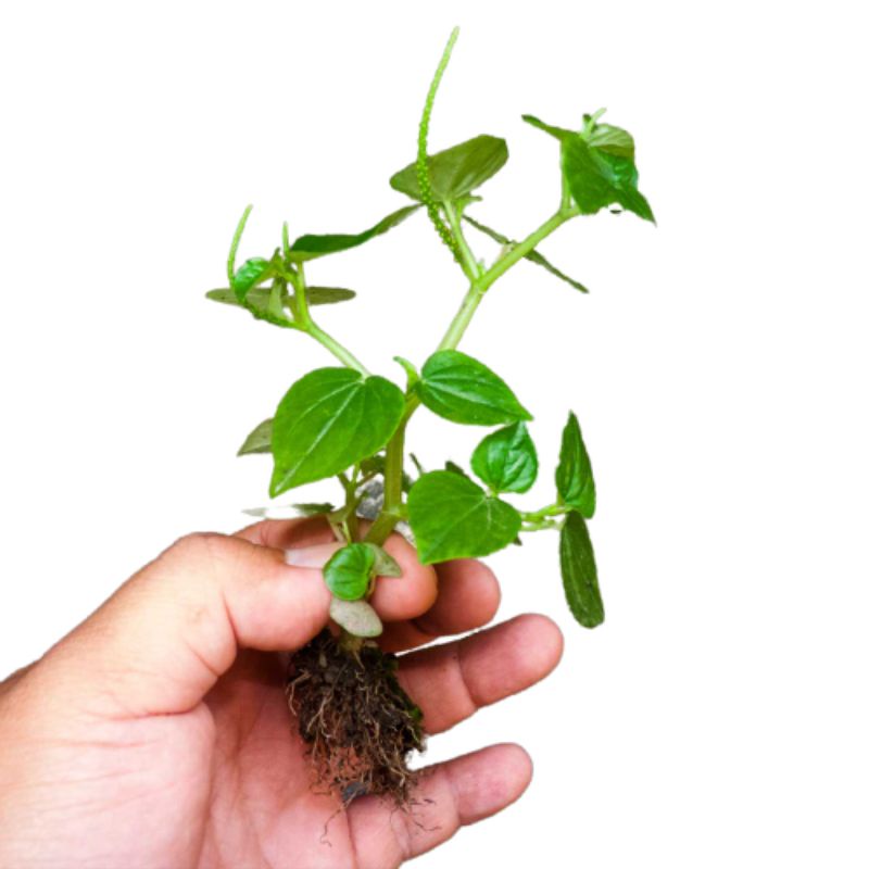 

Sedia Readyy Daun sirih cina atau ketumpang air segar 100gram siap petik ke kebun