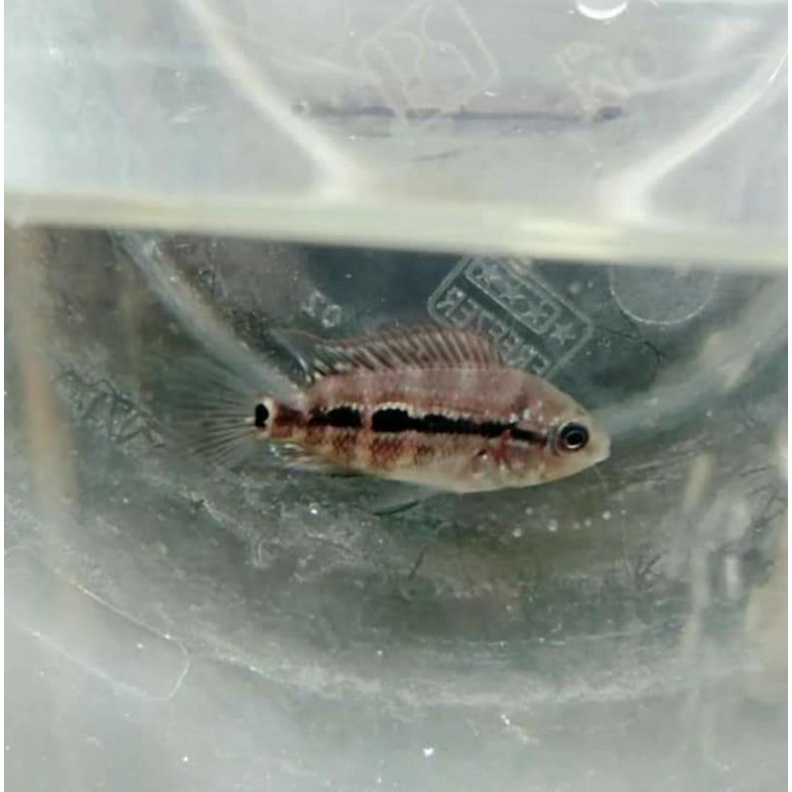 burayak ikan louhan kamfa clasik size 2cm -3cm