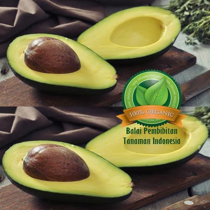 l3n Uk1 Bibit Alpukat Long Green / Bibit Buah / Tanaman H2O