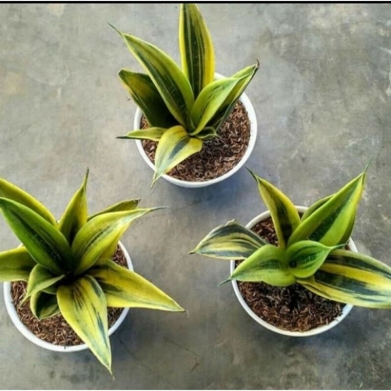 Tanaman sensivera golden flame +pot hitam