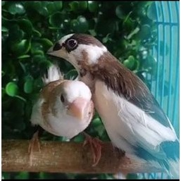 burung glatik emje sepasang