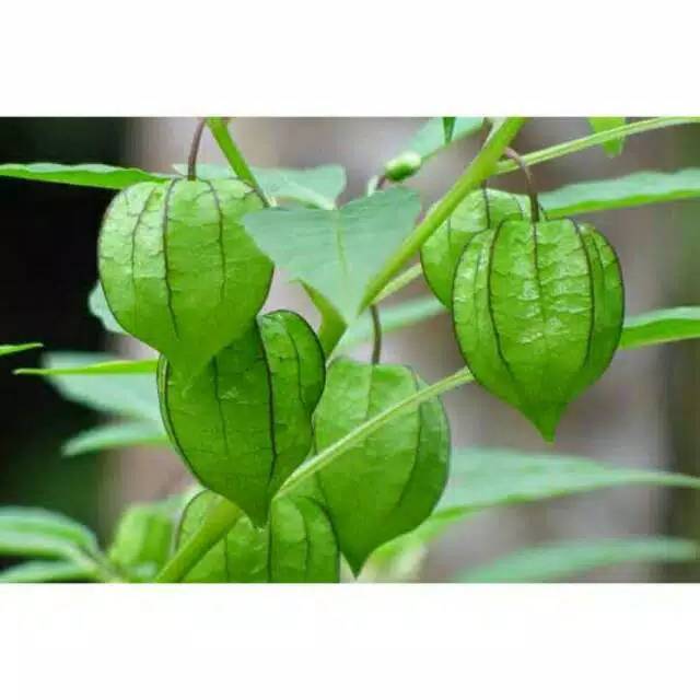 

Daun yang di sebut cecendet 100gram akar batang juga daun