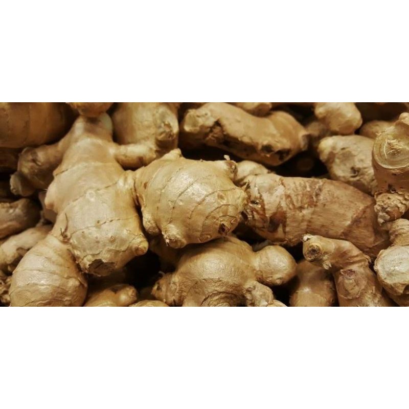 

JAHE GAJAH SUPER FRESH