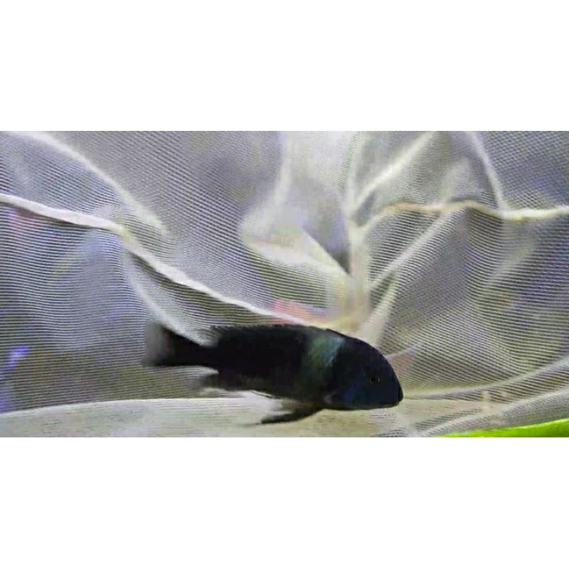 Ikan hias cichlid Tropheus duboisi