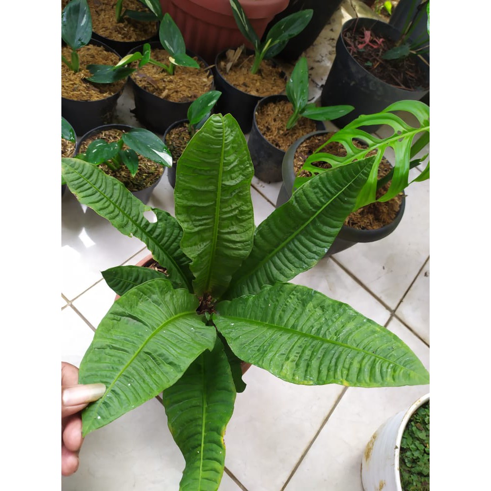 Tanaman Hias Anthurium Reflexinervium