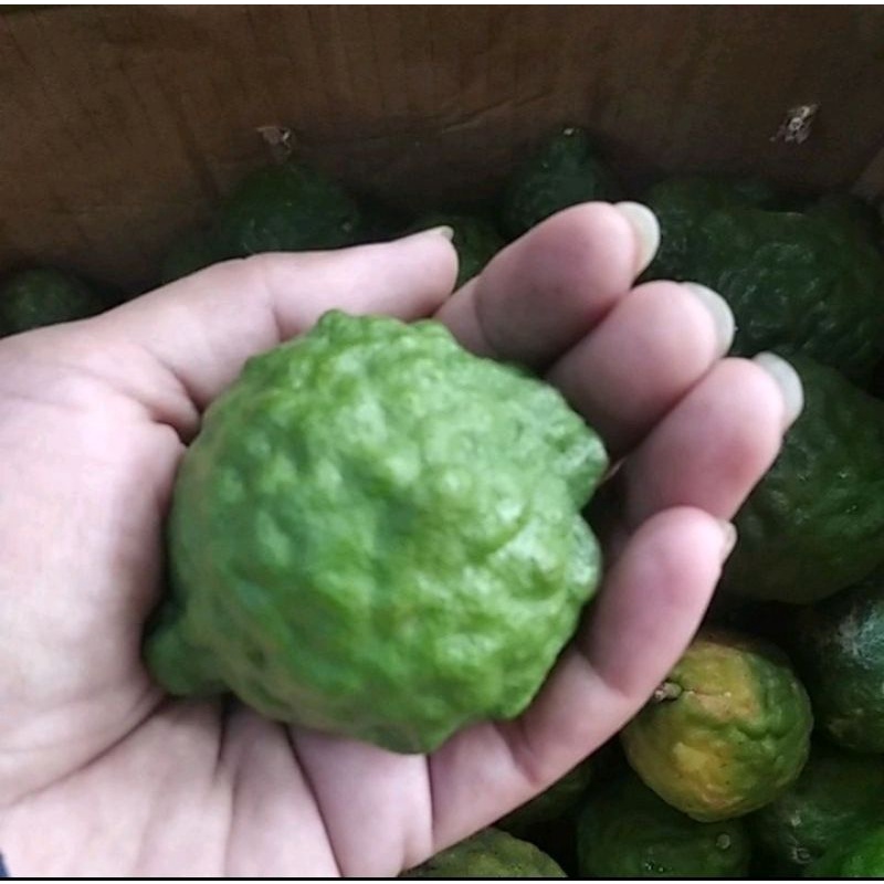 

jeruk purut jumbo jantan 250 gr