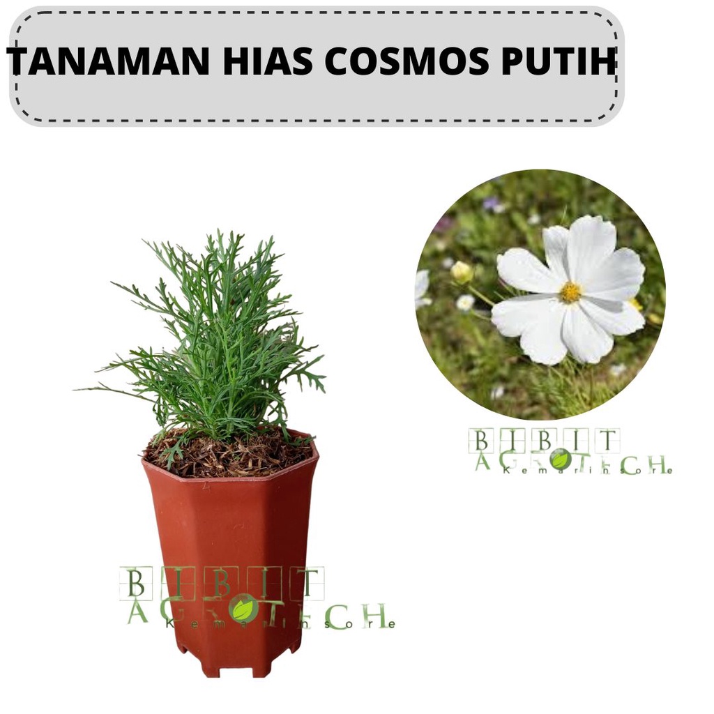 Bibit Tanaman Hias Bunga Cosmos Putih/Bibit Bunga Cosmos/Bunga Daisy Sudah Berbunga Cantik