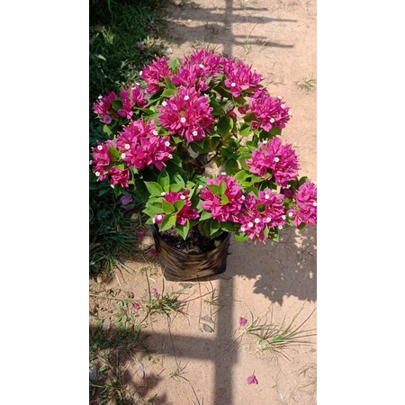 Bougenville Singapura bonsai