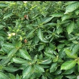 

keji beling pecah beling herbal