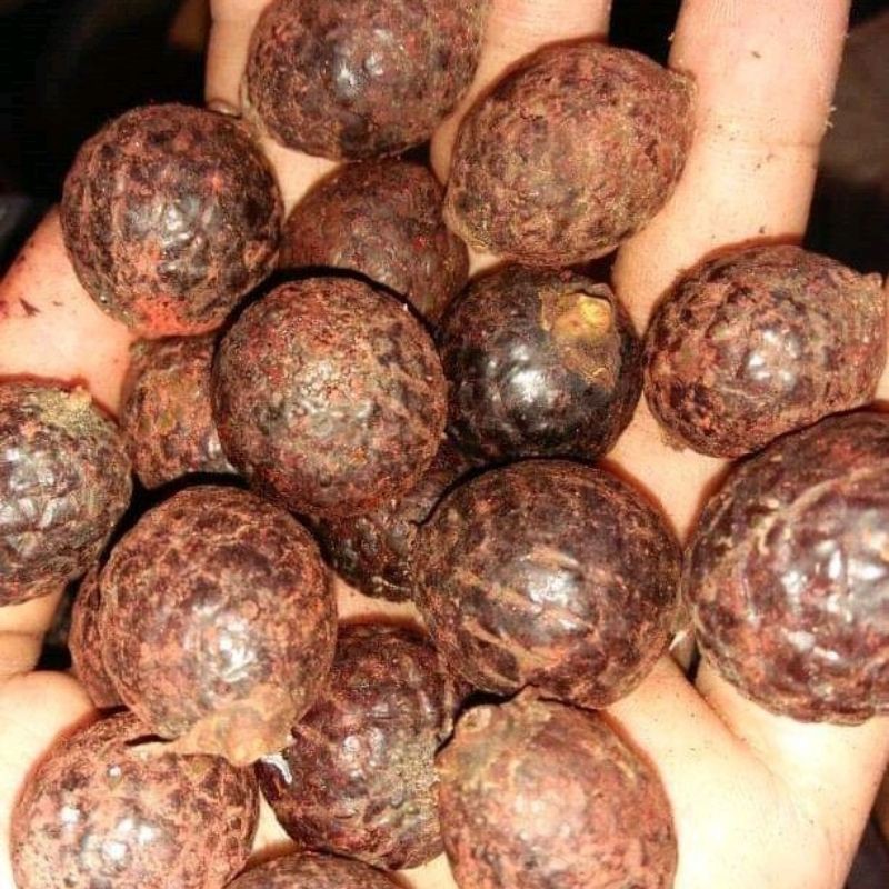 Jernang buah jernang tua super atau dragond blood untuk bibit