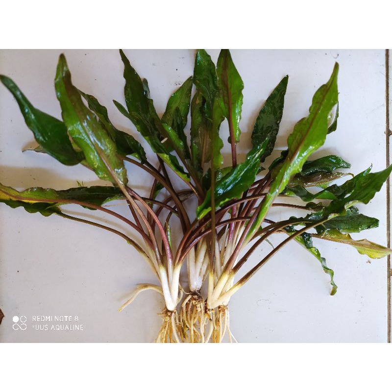 cryptocoryne wendtii green