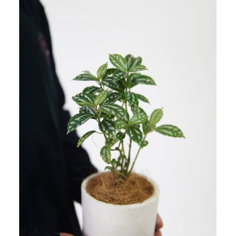 tanaman hias pohon mutiara - hiasan taman