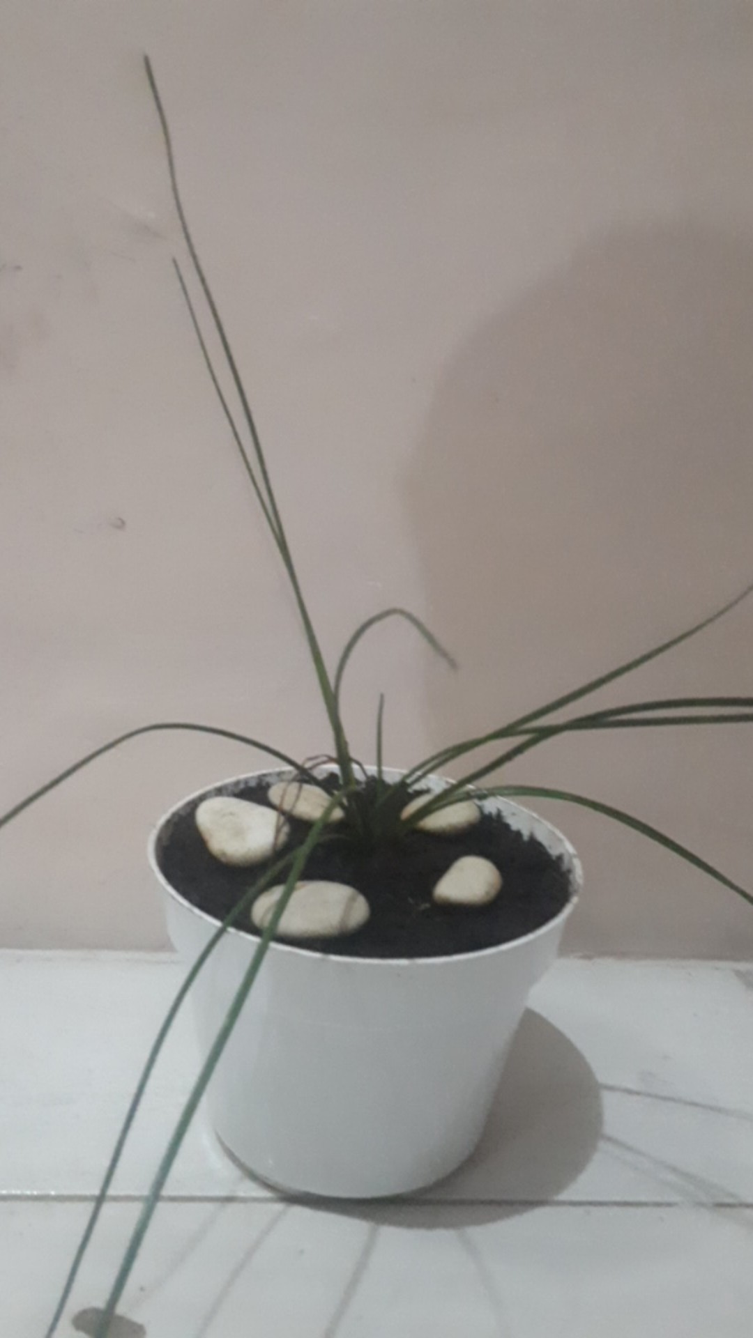 Tanaman Hias Lily Hujan-kucay Tulip - Pohon Lili Hujan
