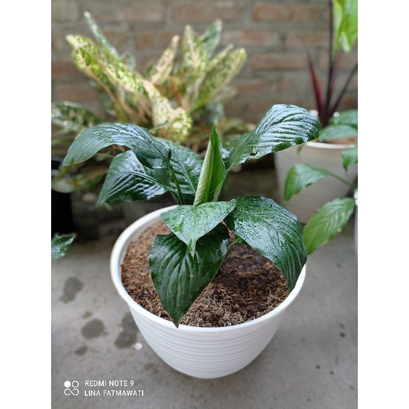 SEPATU FILUM BANGKOK