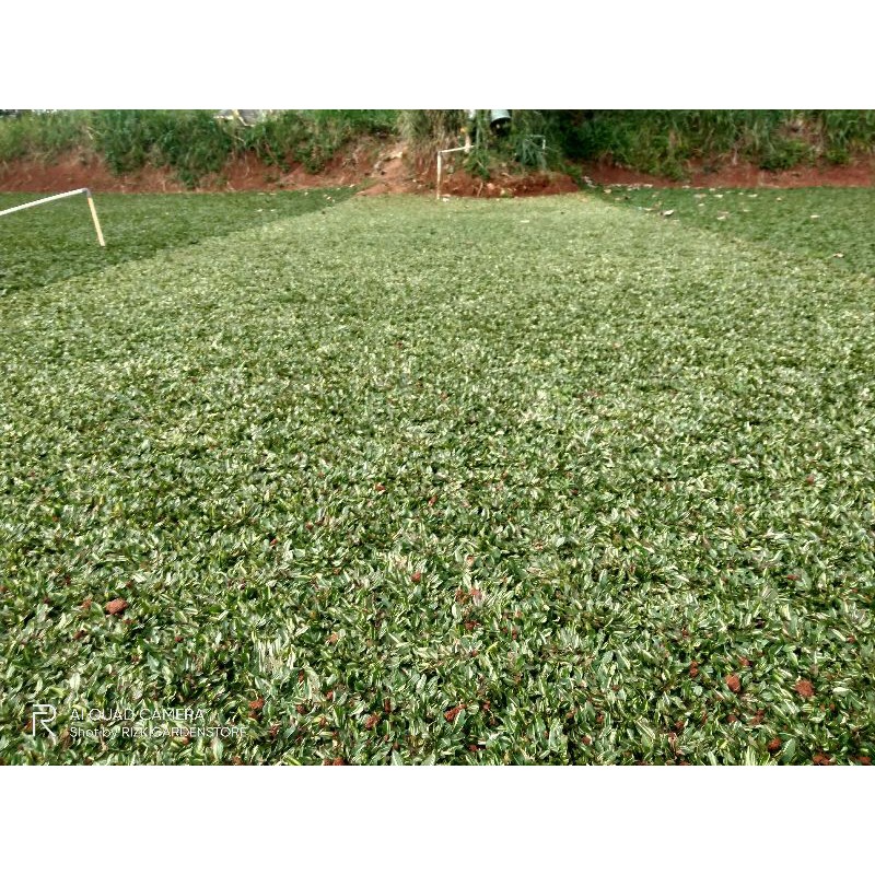 RUMPUT GAJAH MINI VARIGATA 1×1 METER PERSEGI