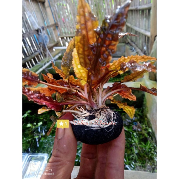 cryptocoryne wendtii Tropica media wabikusa hiasan akuarium