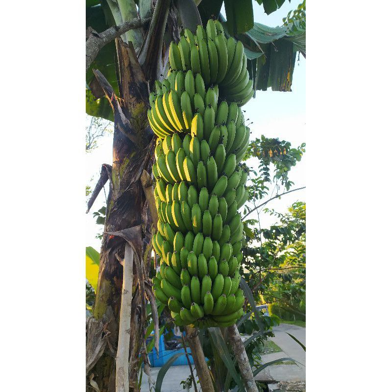 bibit pisang Mulyo super enak