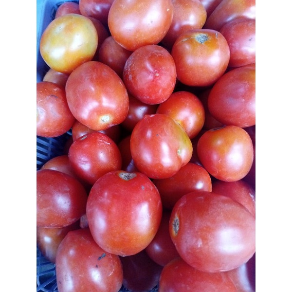 

zv tomat 250 g