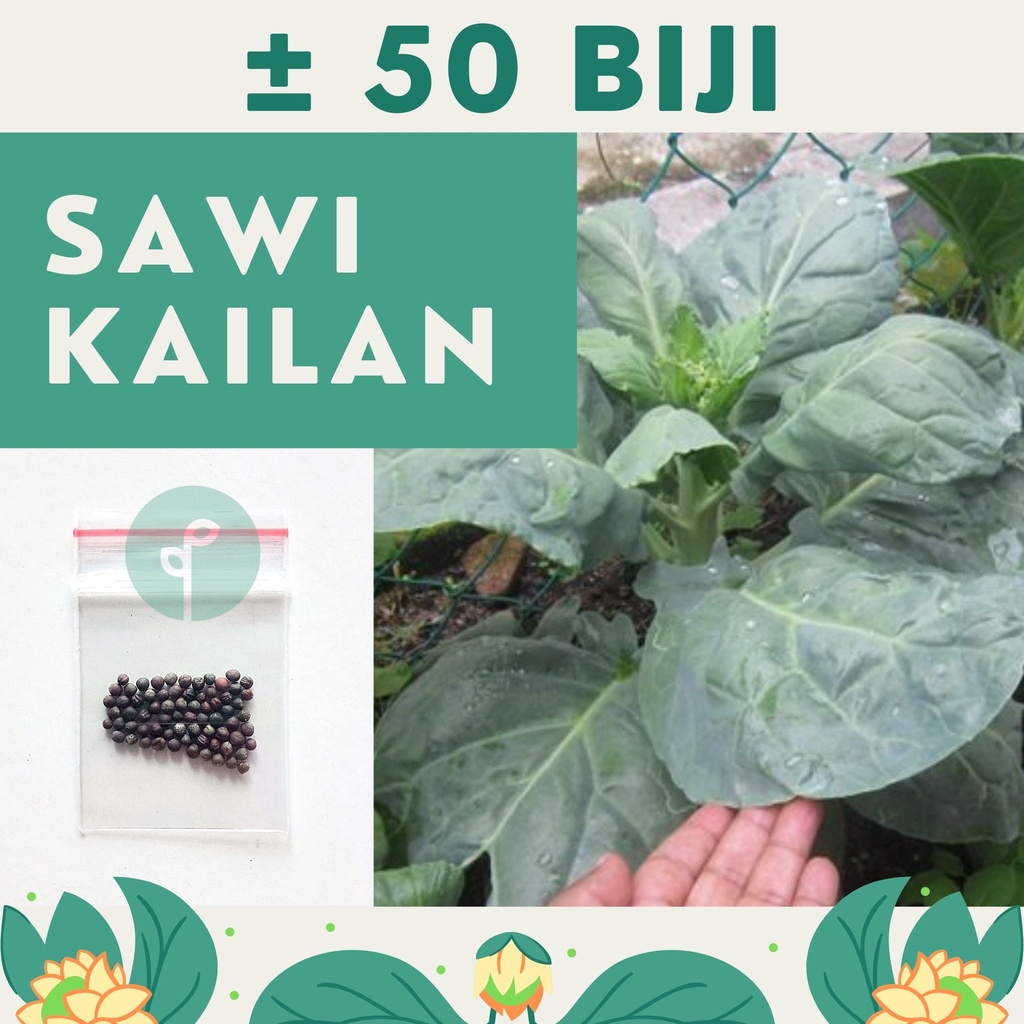 Bibit Sayuran Benih Sayur Paket Lengkap Hidroponik Kangkung Bayam Cabe Sawi Selada Terong Tomat dll-SAWI KAILAN