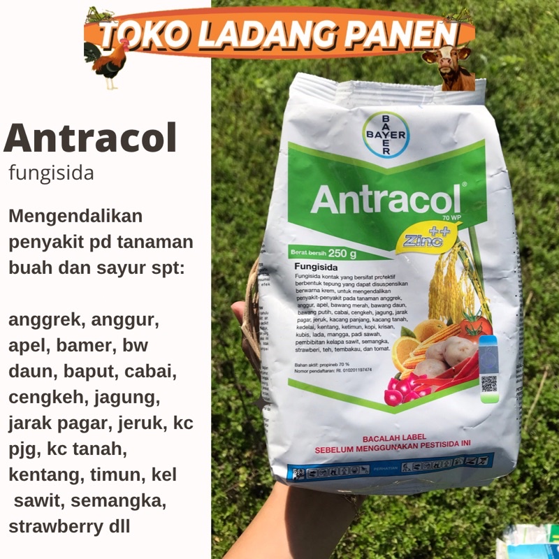 ANTRACOL FUNGISIDA UNTUK TANAMAN BUAH DAN SAYUR