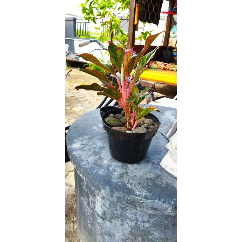 bunga aglonema lipstik merah