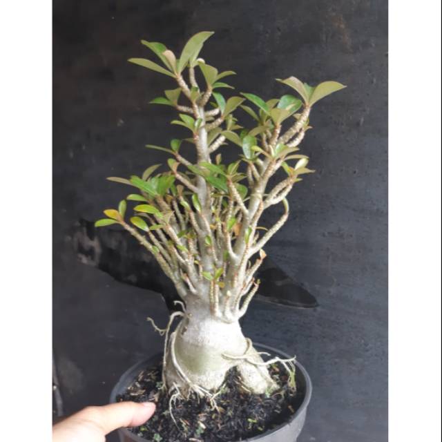 TANAMAN HIAS ADENIUM CABANG SERIBU SIZE C