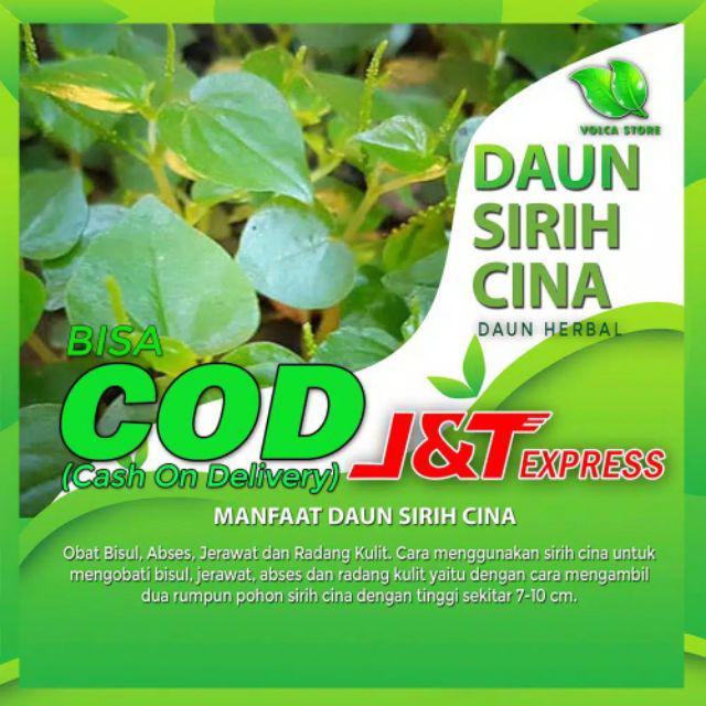 Daun Sirih Cina Daun Herbal Daun Obat Herbal Tanaman Herbal Tumbuhan Herbal Sayuran Herbal H41 Shopee Indonesia