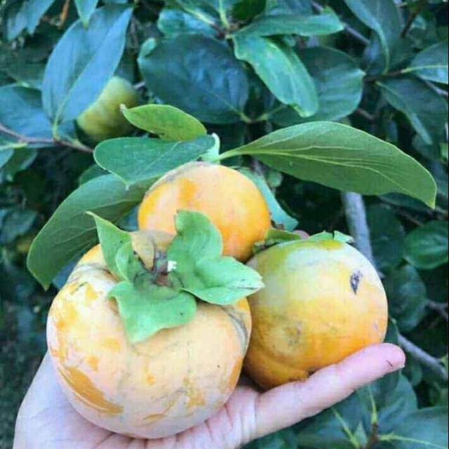 

Bibit buah kesemek di jamin cepat berbuah