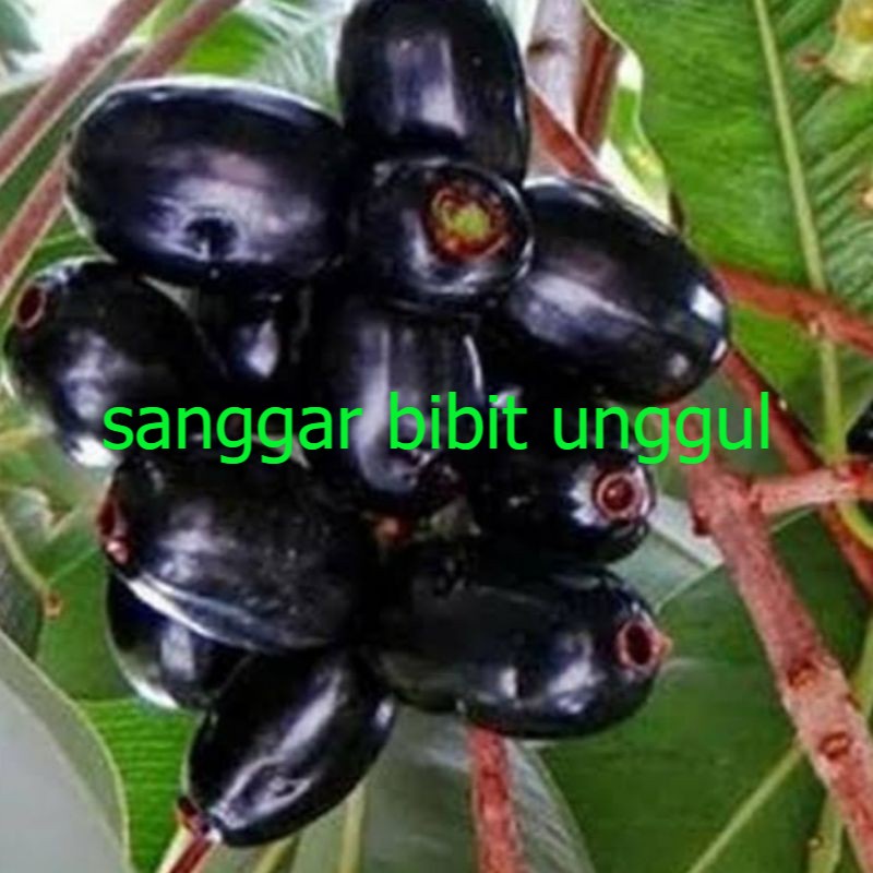 

bibit juwet Jamblang terlaris