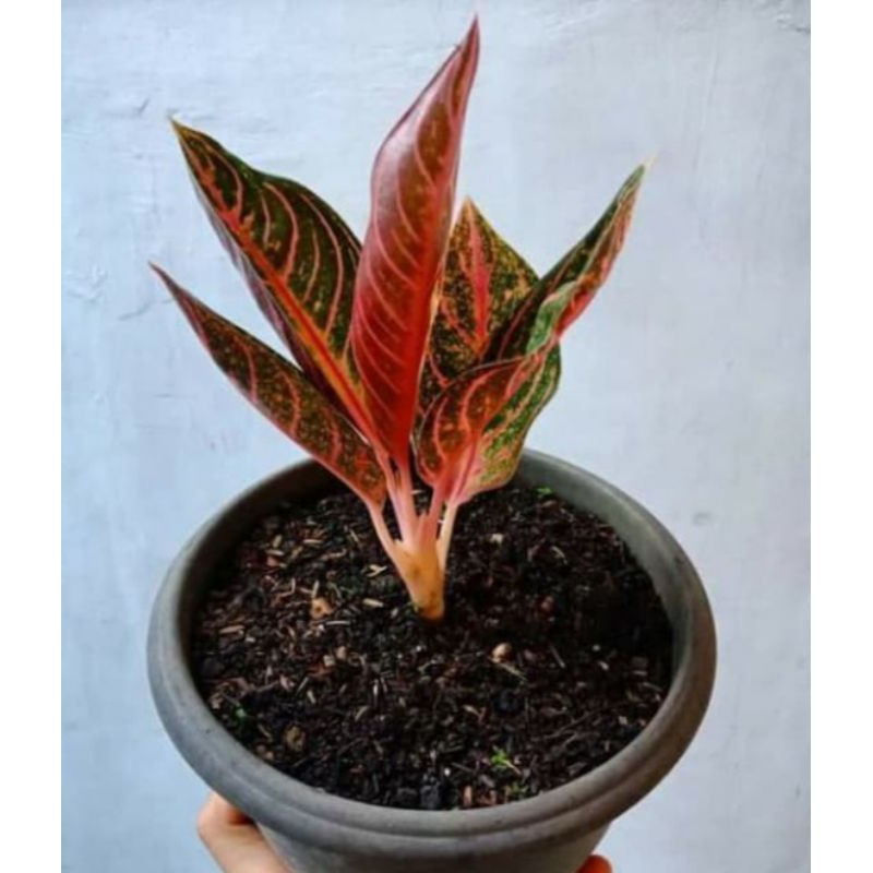 AGLAONEMA PRIDE OF SUMATRA