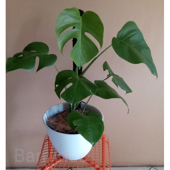 Harga Promo Monstera Deliciosa Besar Shopee Indonesia