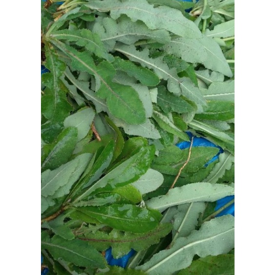 

daun tempuyung segar per 500GRAM