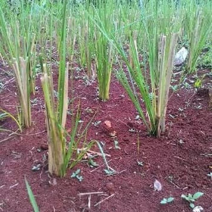 Bibit Rumput vetiver - Akar Wangi Pencegah Erosi atau Longsor